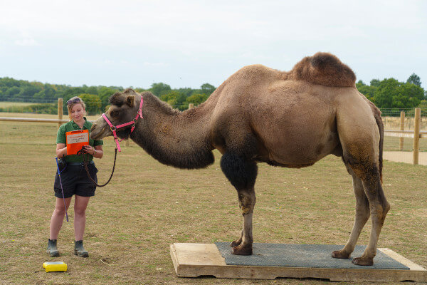 Christina Risbridger weighs male Bactrian camel Oakley (c) Whipsnade Zoo