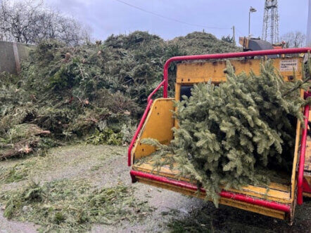 Christmas tree recycling day 2025