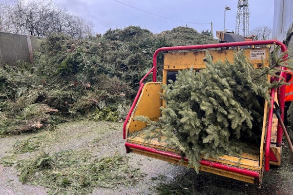 Christmas tree recycling day 2025