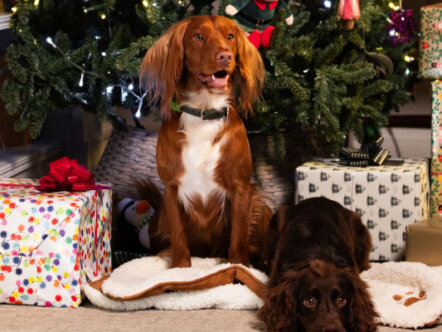 Christmas. Credit Vox Pops International and The Kennel Club