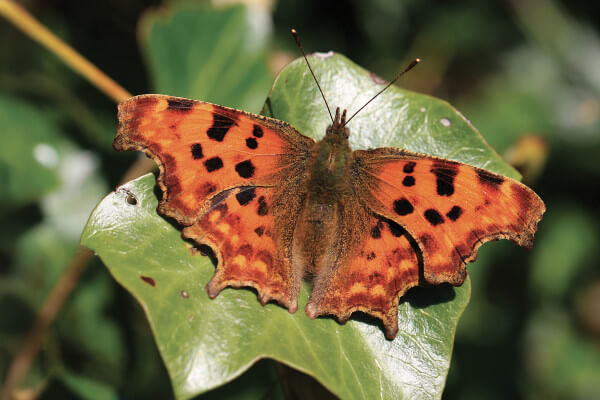 Comma - AdobeStock_63256776