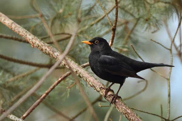 Common blackbird - male (Turdus merula)