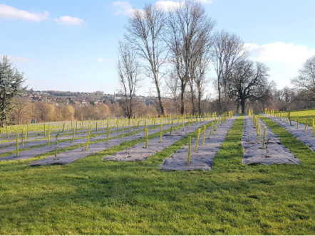 Living Magazines Dacorum Borough Council Gadebridge Park tree planting