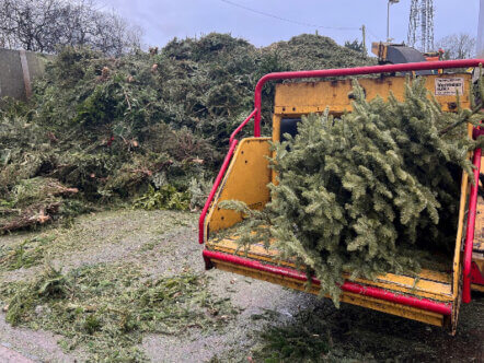 Living Magazines Dacorum Christmas tree recycling day 2024