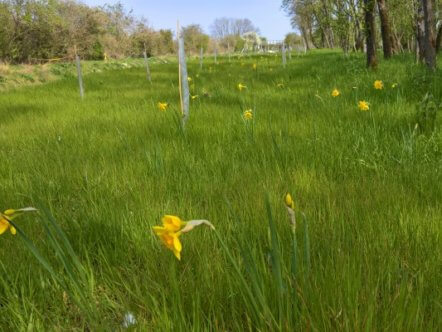 Living Magazines Wendover Canal daffodils