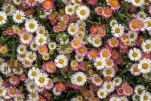 Daisies and Erigeron karvinskianus - AdobeStock_348654315