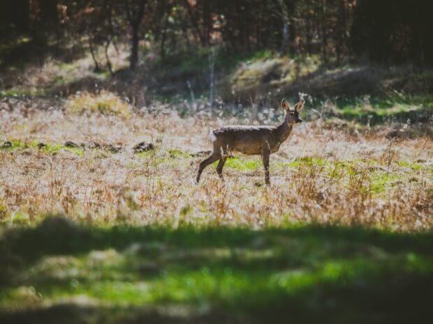 Living Magazines Deer at Ashridge