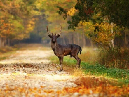 Deer crossing