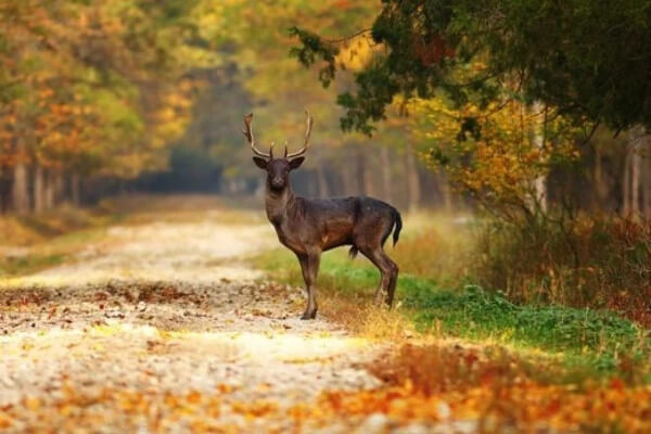 Deer crossing