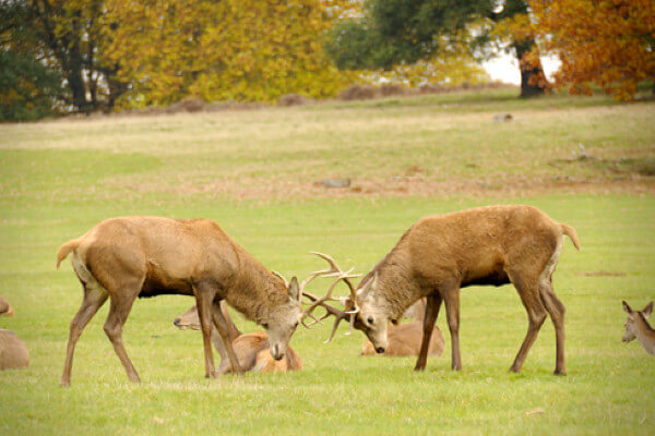 Living Magazines Deer rut