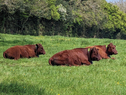 Devon Red Berkhamsted cows