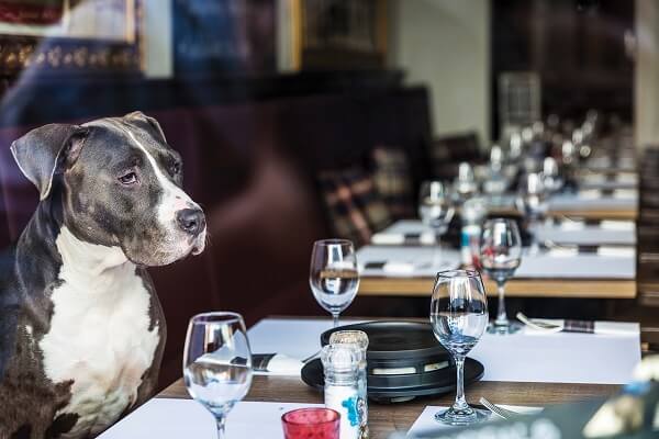 Living Magazines dog-friendly places to eat