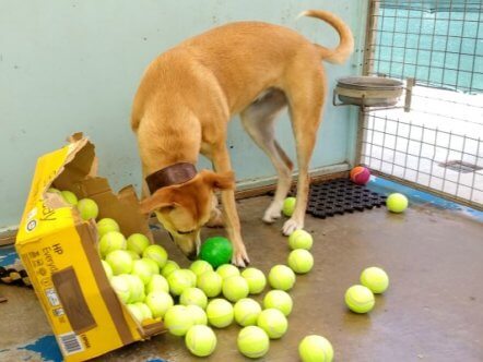 Living Magazines Dog with donated tennis balls
