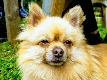 Living Magazines Dog theft Benny Pomeranian