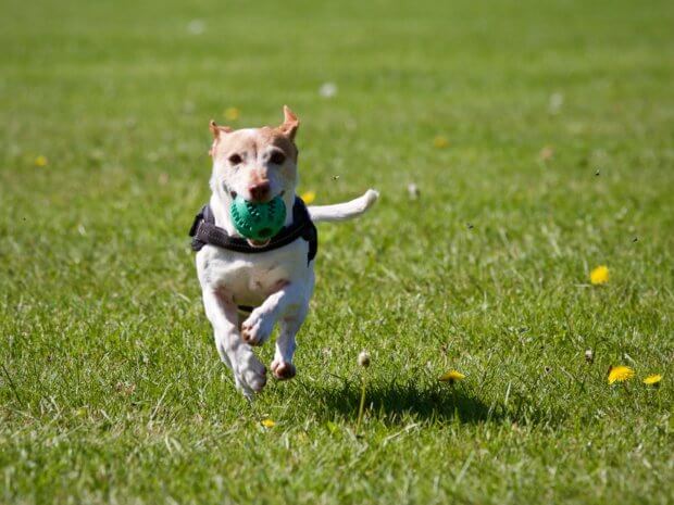 Living Magazine dog in park