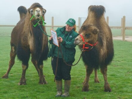 Domestic Bactrican camels Issy and Sally are added to Whipsnade Zoo's annual stocktake 2026 (c)DominicLipinski_ZSL