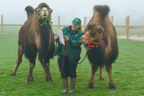 Domestic Bactrican camels Issy and Sally are added to Whipsnade Zoo's annual stocktake 2026 (c)DominicLipinski_ZSL
