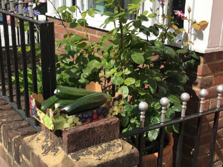 EcoBerko formerly Transition Town Berkhamsted - courgettes