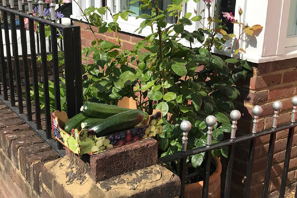 EcoBerko formerly Transition Town Berkhamsted - courgettes