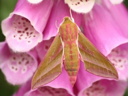 Elephant Hawk-moth (c) Tom Hibbert