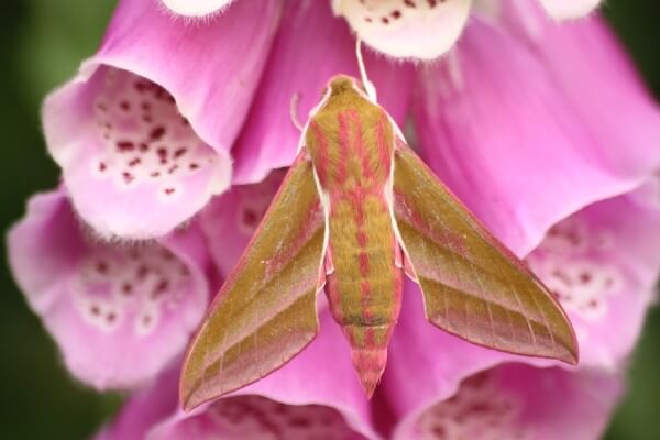 Elephant Hawk-moth (c) Tom Hibbert