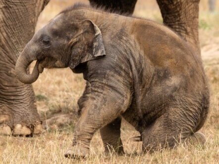 Elephant calf named Anusorn at Whipsnade Zoo playing outside (C) ZSL