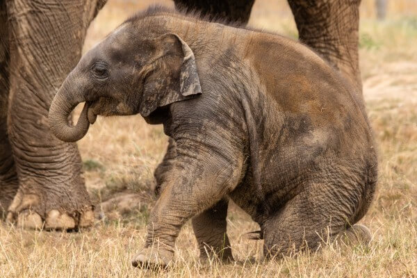 Elephant calf named Anusorn at Whipsnade Zoo playing outside (C) ZSL