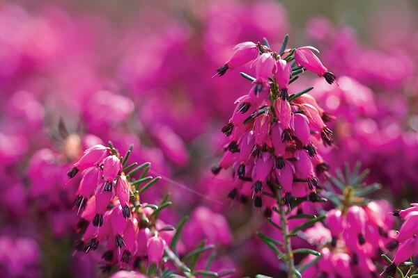 Living Magazines Erica carnea