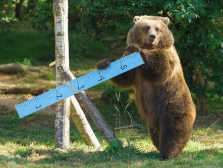 European Brown Bear being measured at Whipsnade Zoo's annual weigh in 4 (c) Whipsnade Zoo