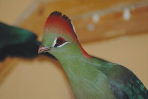 Living Magazines Fishcer's turaco. Image (c) Waddesdon, A Rothschild House & Gardens