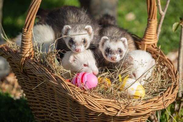 Five ferrets playing with scented easter eggs (c) Whipsnade Zoo