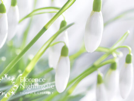 Living Magazines FN Forever Flowers