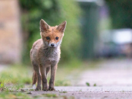 Living Magazines Wildlife Survey Fox cub. Credit Paul Saunders
