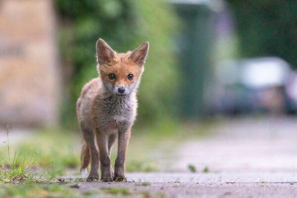 Living Magazines Wildlife Survey Fox cub. Credit Paul Saunders