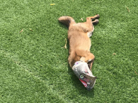 Living Magazines Road litter campaign Fox injured by litter