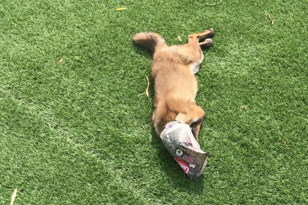 Living Magazines Road litter campaign Fox injured by litter