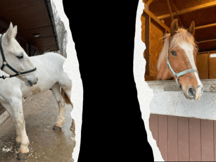 Living Magazines Gaddesden Place RDA new horses