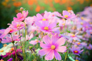 Living Magazines Gardening - California Poppy