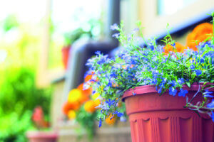 Living Magazines Gardening - Cosmos