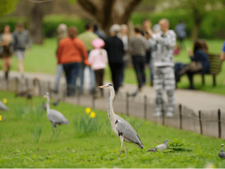 Living Magazines Great Big Nature Survey Grey Heron Park (c) Terry Whittaker 2020