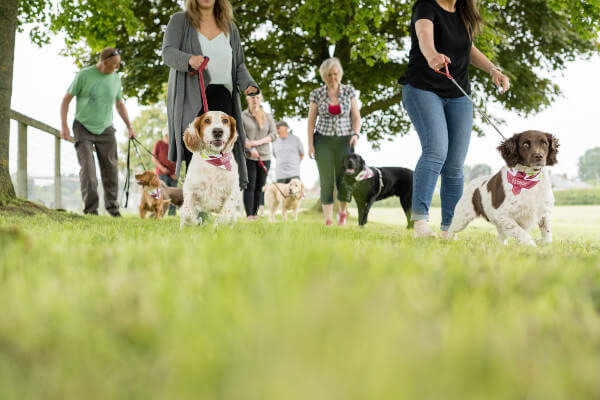 Living Magazines Great British Dog Walk