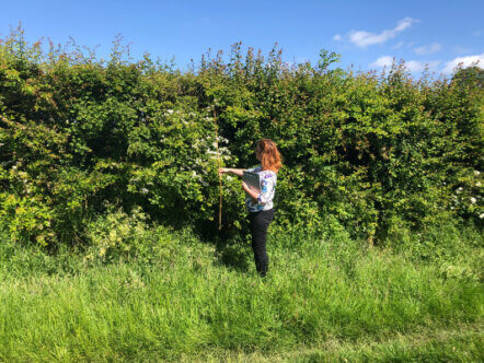 Living Magazines Great British Hedgerow Survey