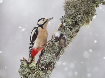 Great Spotted Woodpecker © Peter Cairns 2020VISION