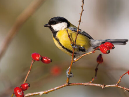 Winter garden - Great Tit on branch with berries