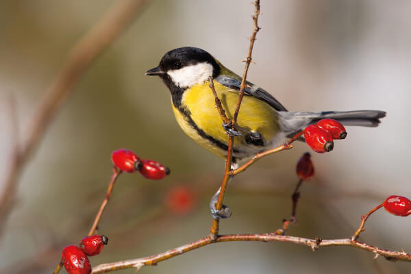 Winter garden - Great Tit on branch with berries