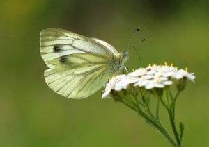 Living Magazines Green veined white (C) Jon Hawkins Surrey Hills Photography