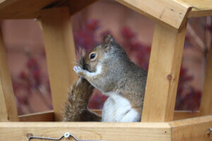 Grey Squirrel (c) Megan O’Callaghan