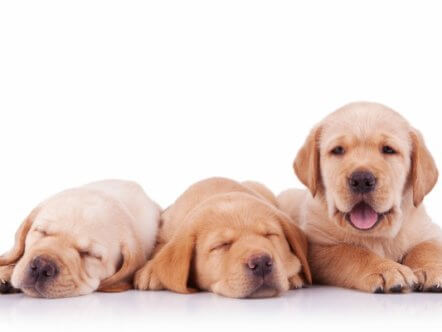 Living Magazines Guide dogs