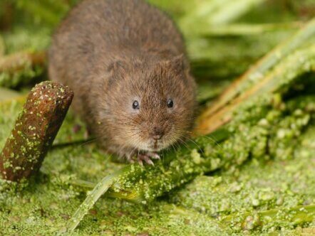 Water Vole (c) Paul Thrush