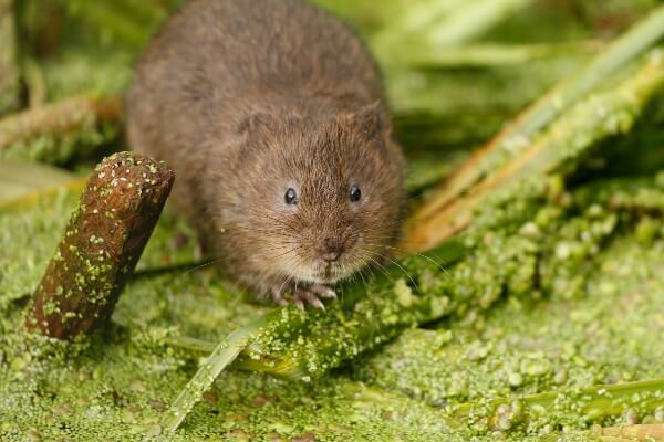 Water Vole (c) Paul Thrush